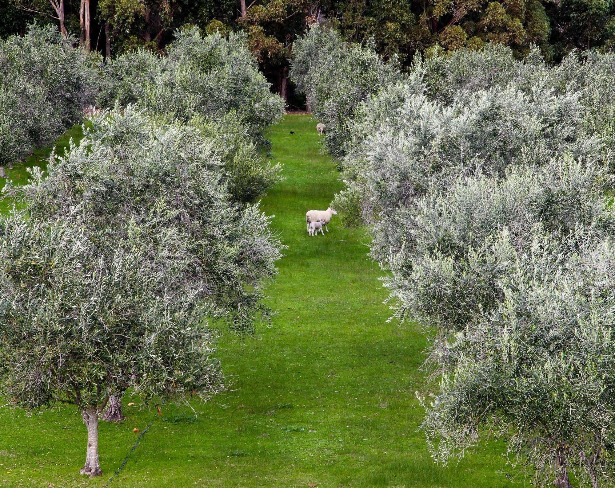קוואראמופ Olio Bello Lakeside Glamping מראה חיצוני תמונה